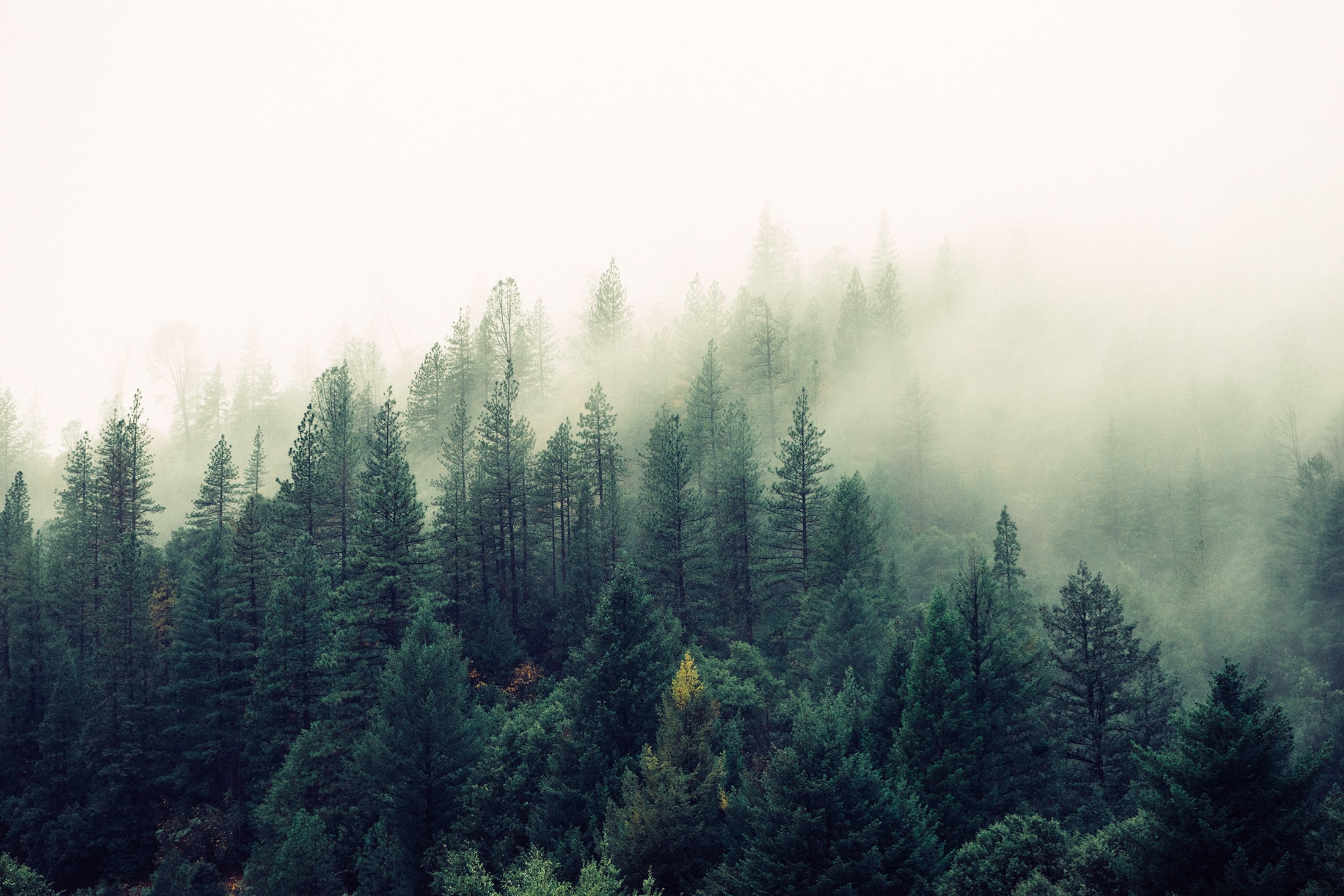 Misty Forest Background